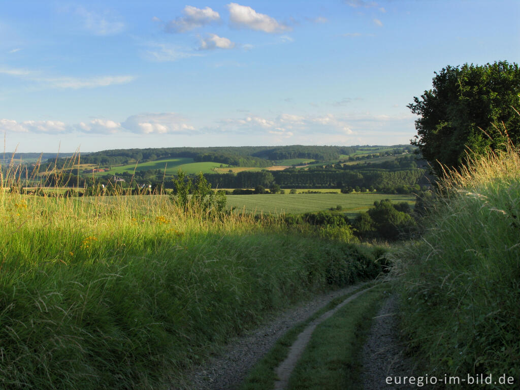 Detailansicht von Landschft im Mergelland bei Eys