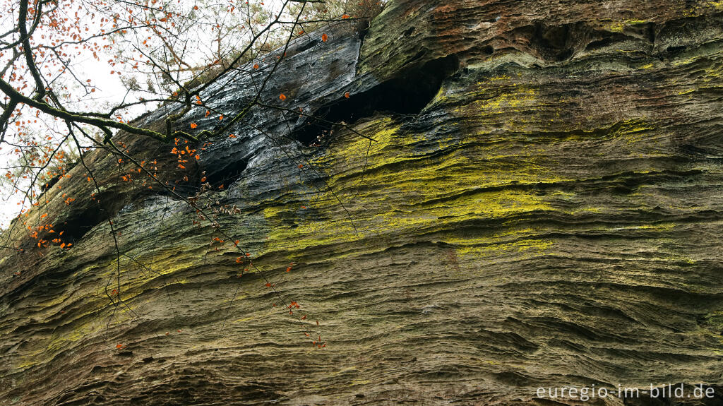 Detailansicht von Leuchtend gelb-grüne Flechte an einer Felswand, Müllerthal