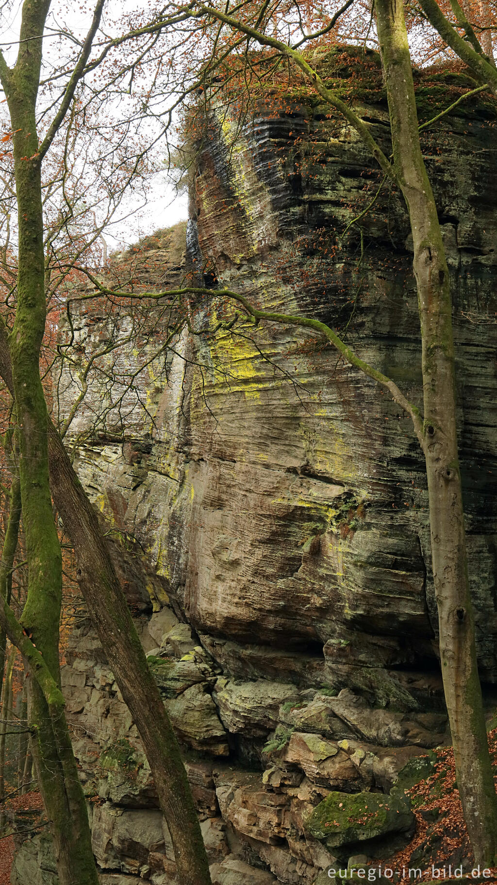 Detailansicht von Leuchtend gelb-grüne Flechte an einer Felswand, Müllerthal