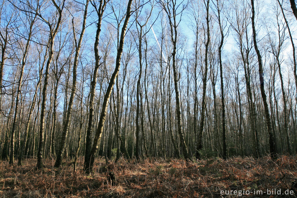 Detailansicht von Münsterwald, Nordeifel