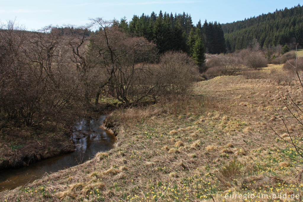 Detailansicht von Narzissenblüte im Holzwarchetal