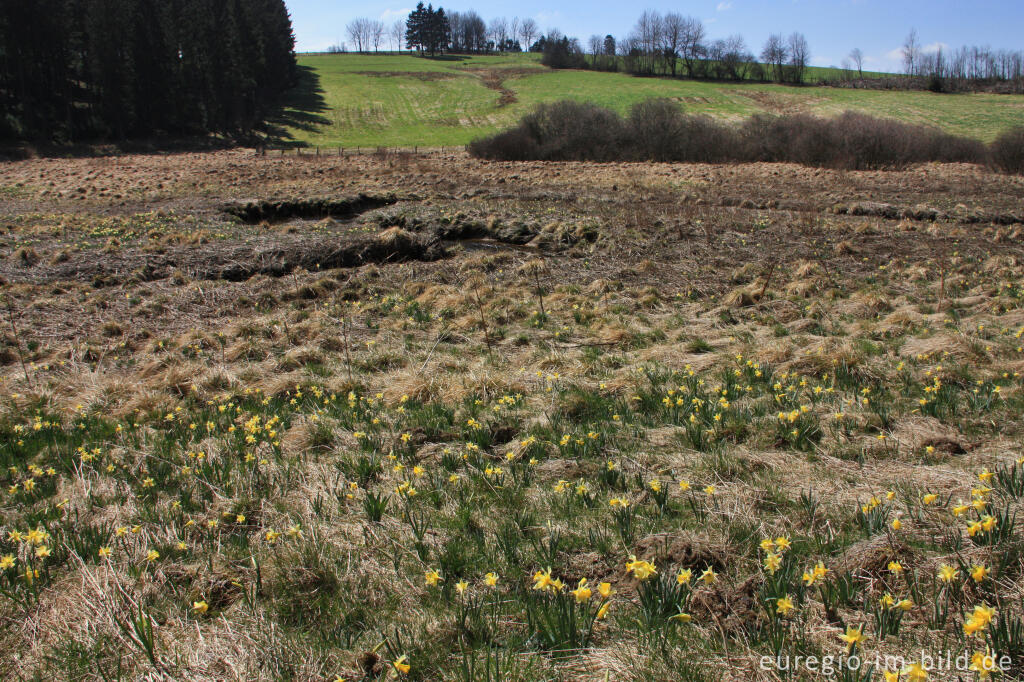 Detailansicht von Narzissenblüte im Holzwarchetal