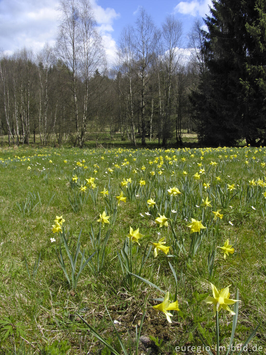 Detailansicht von Narzissenwiese im Fuhrtsbachtal