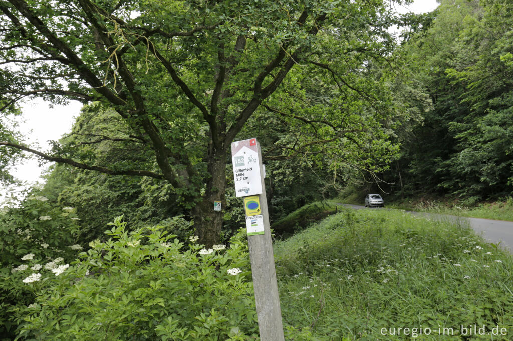 Naturdenkmal Zwei Hudebuchen bei Gillenfeld