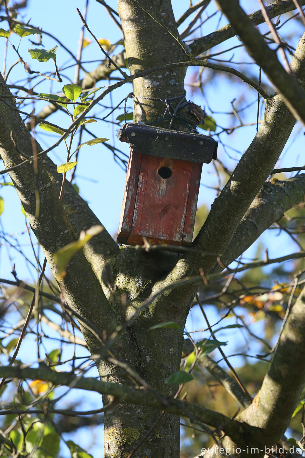 Detailansicht von Nistkasten in einem Apfelbaum