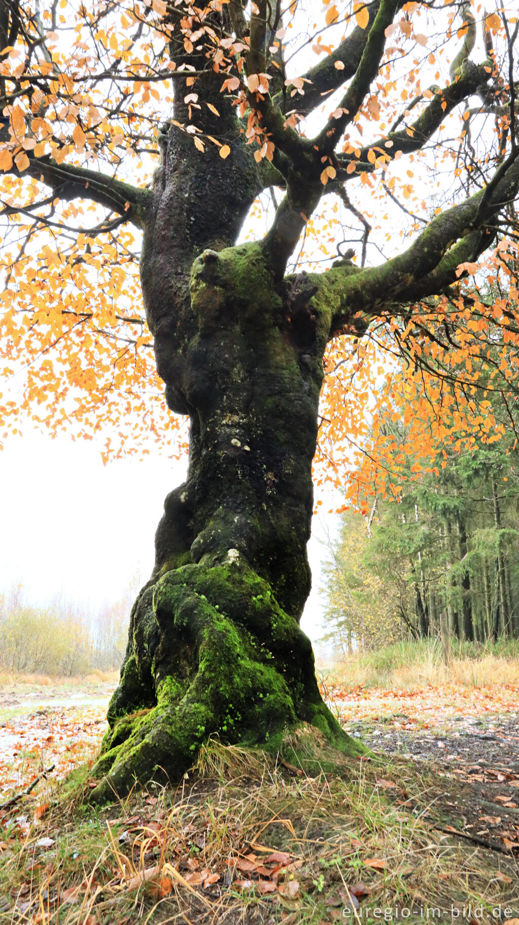 Detailansicht von November im Lonlou-Venn (Fagne de Lonlou)