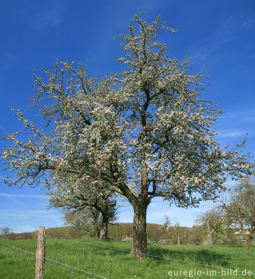 Detailansicht von Obstblüte im Geultal bei Camerig
