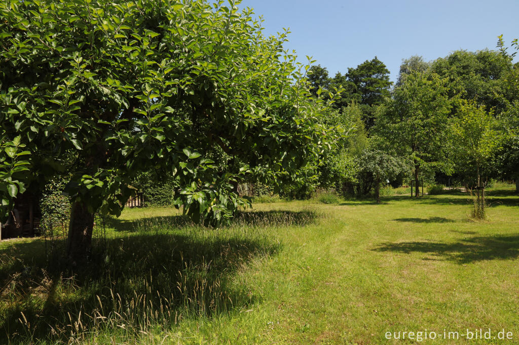 Detailansicht von Obstgarten im Schlossgarten von Oud-Valkenburg