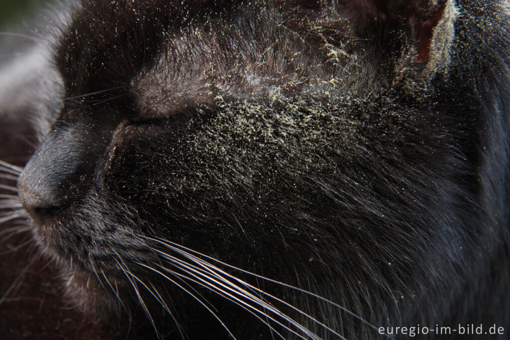 Detailansicht von Pollen im Fell einer schwarzen Katze im Frühling