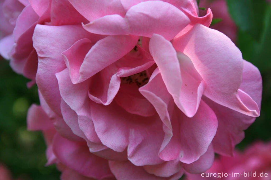 Detailansicht von Rosa Rose