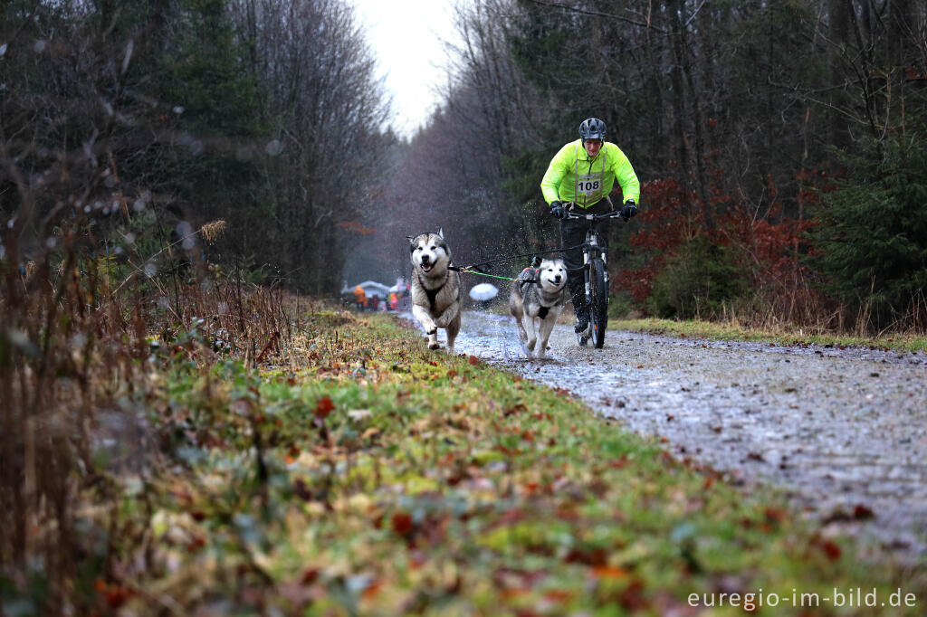 Detailansicht von Schlittenhunderennen beim Freizeitzentrum Tomberg, Rodt, Belgien