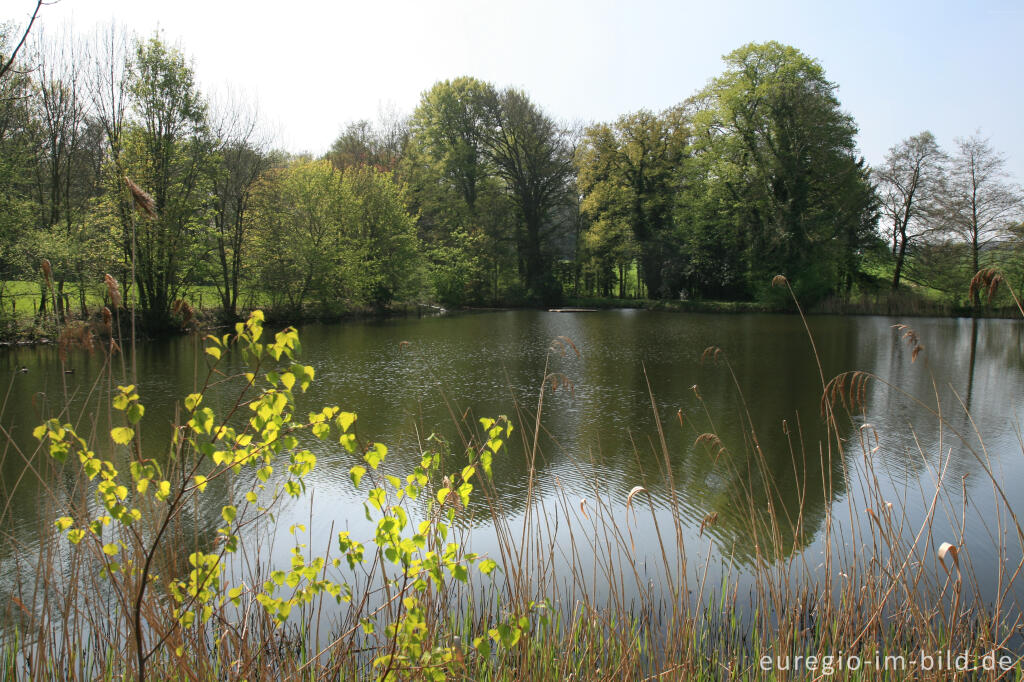 Detailansicht von See bei Gut Schöntal, Aachen-Forst