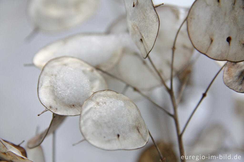 Detailansicht von Silberblatt, Lunaria annua, im Winter