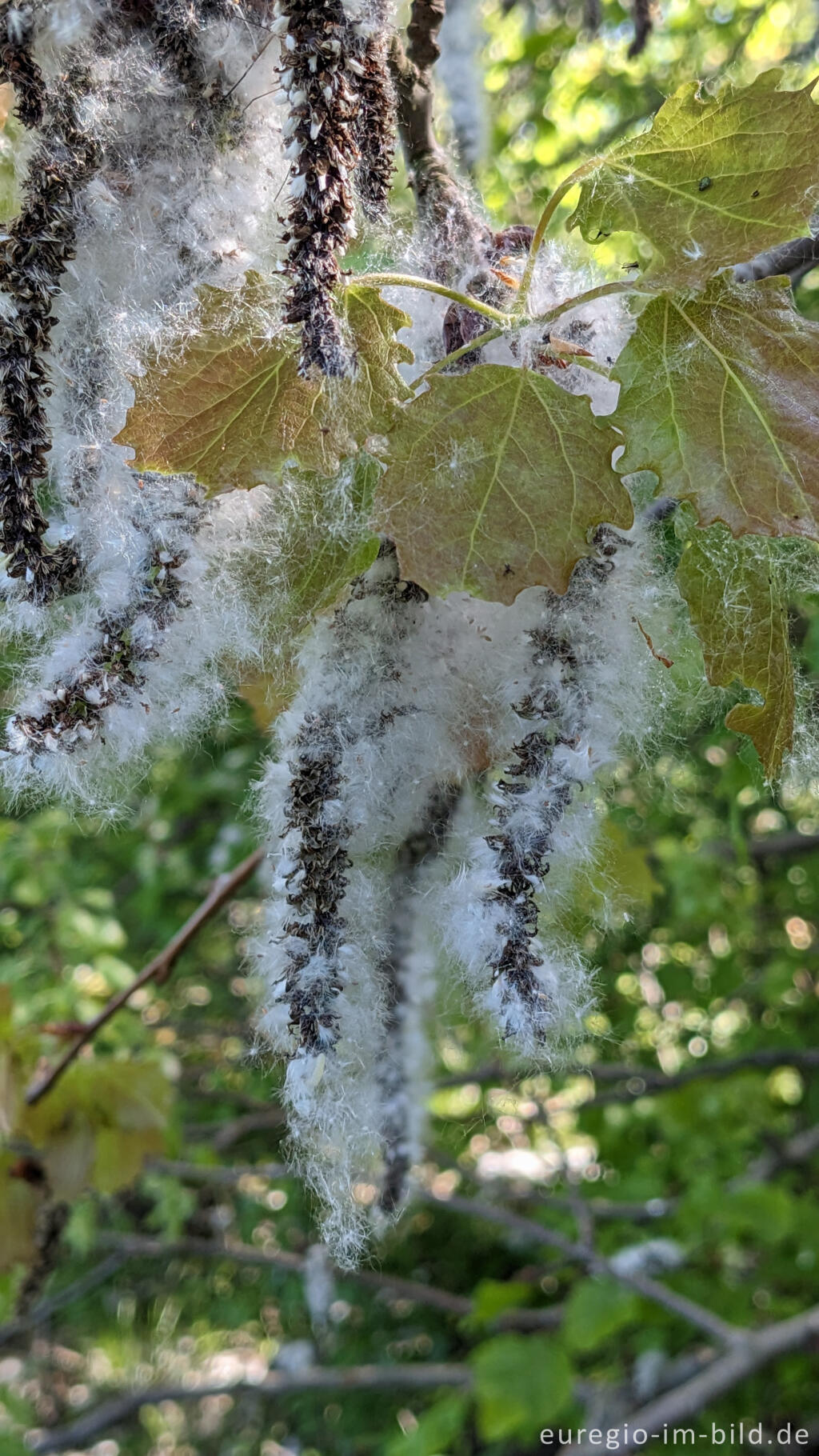 Detailansicht von Sommerschnee - die Samen der Espe