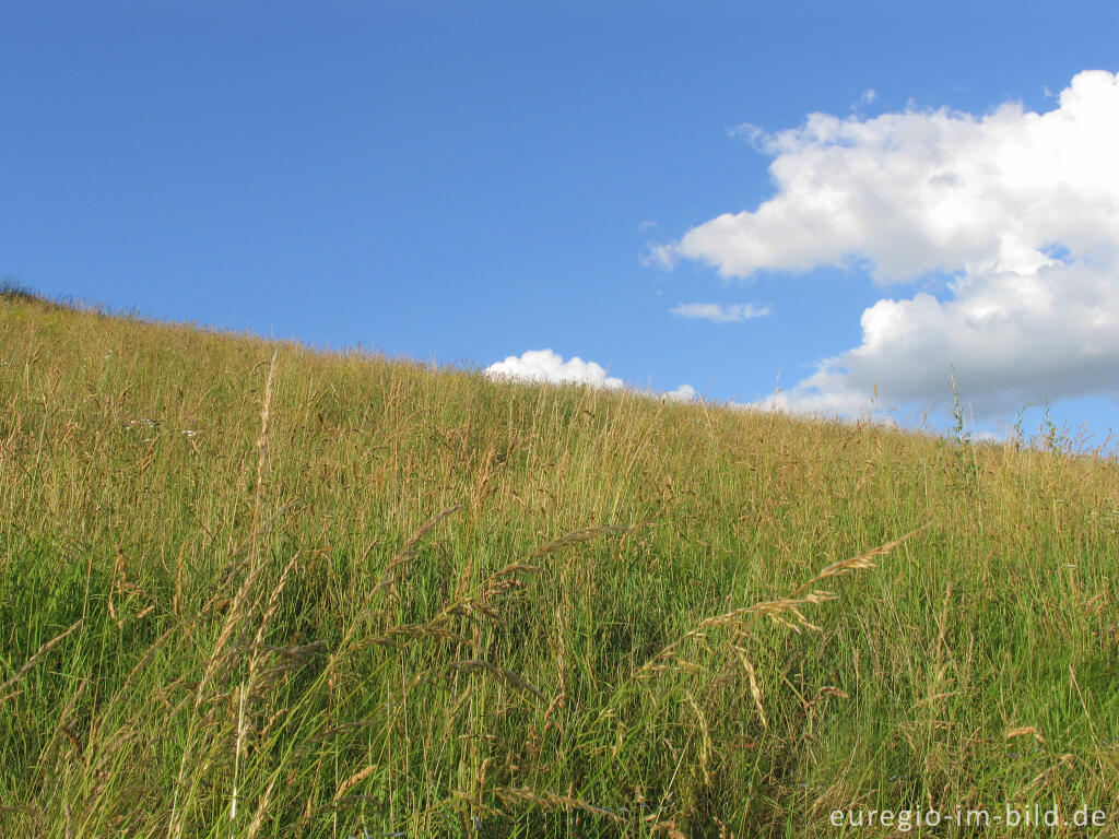Detailansicht von Sommerwiese bei Eys