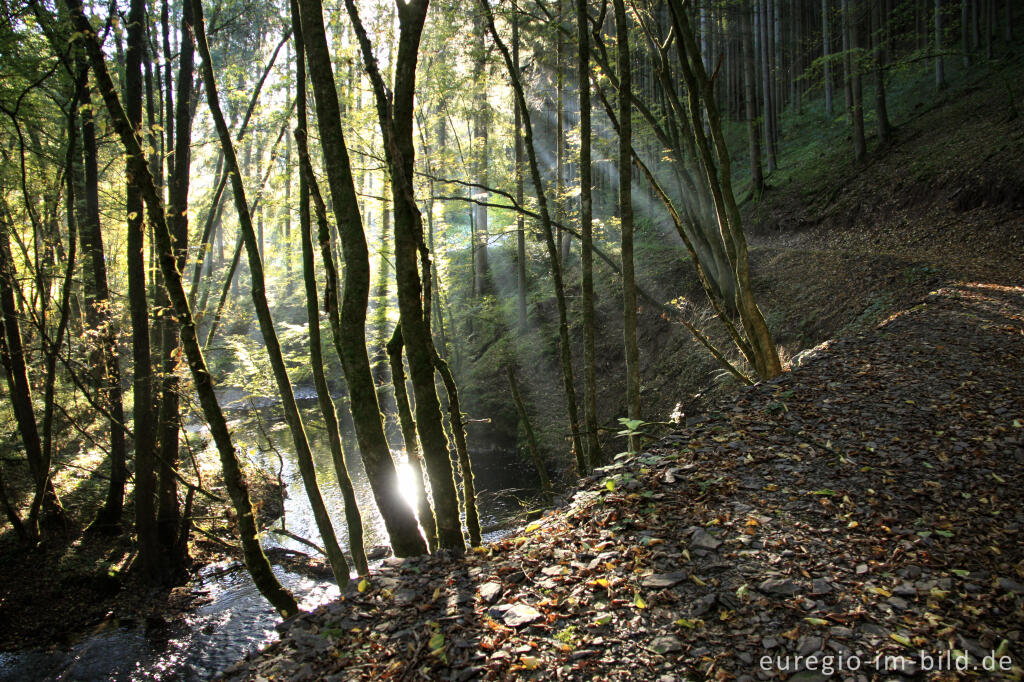 Detailansicht von Sonnenstrahlen im herbstlichen Salmtal