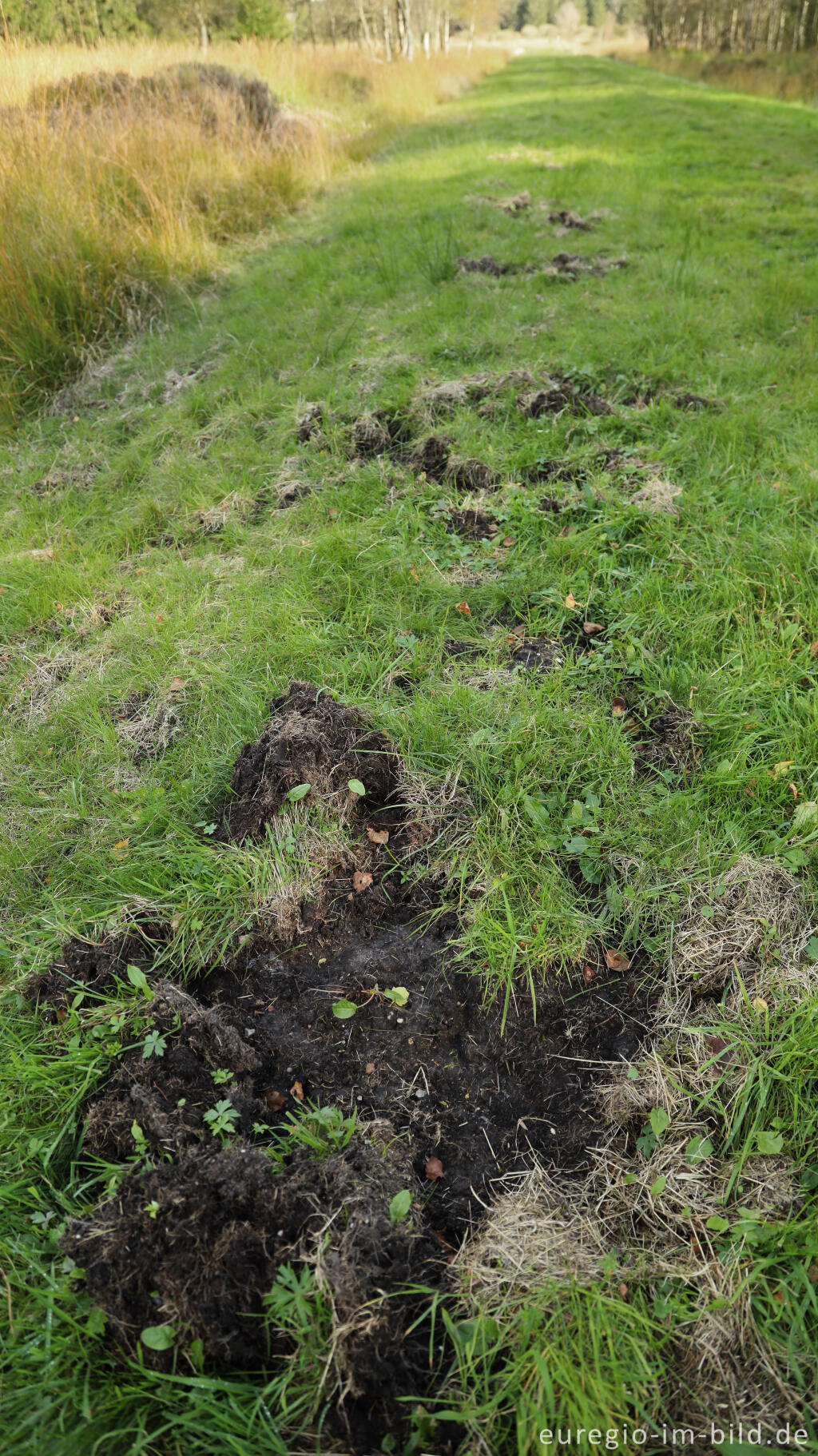 Detailansicht von Spuren von Wildschweinen, Steinley-Venn