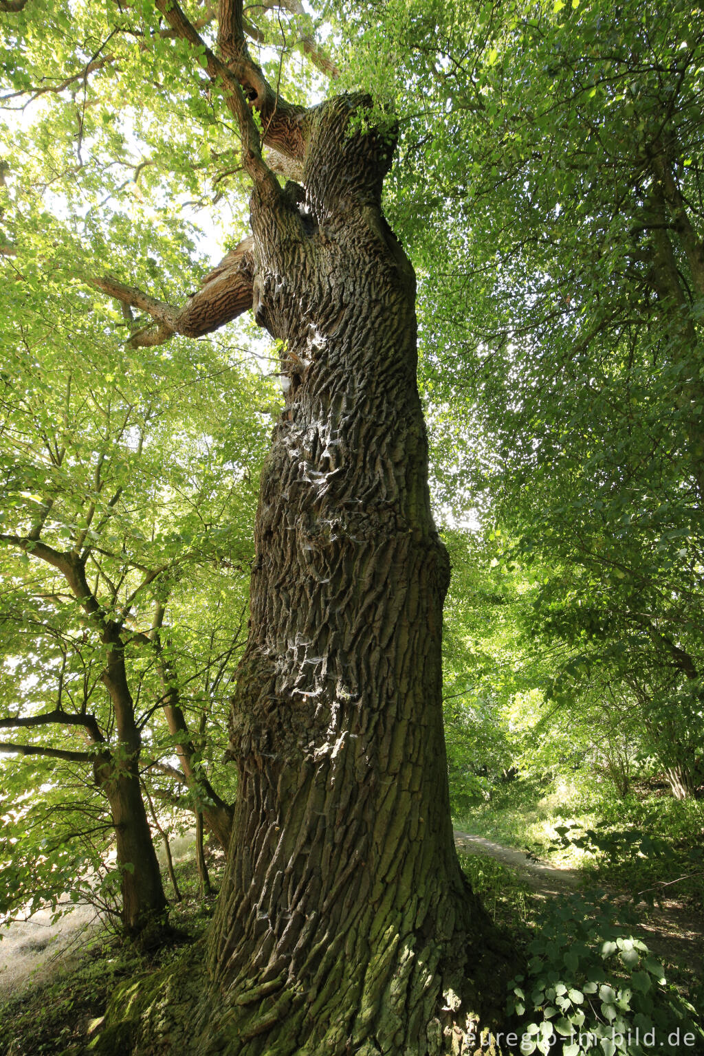 Detailansicht von Stieleiche, Baumallee von Bassenheim zum Karmelenberg