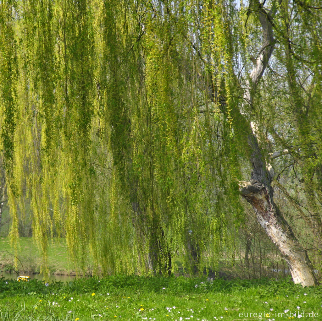 Detailansicht von Trauerweide beim Cranenweyer