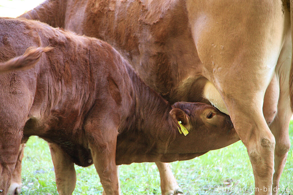 Detailansicht von Trinkendes Kalb