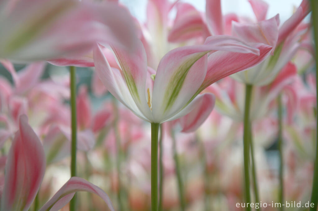 Detailansicht von Tulpen, Tulipa, Keukenhof in Lisse, NL