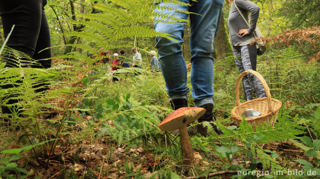 Detailansicht von Unterwegs mit der Pilz AG bei Roetgen