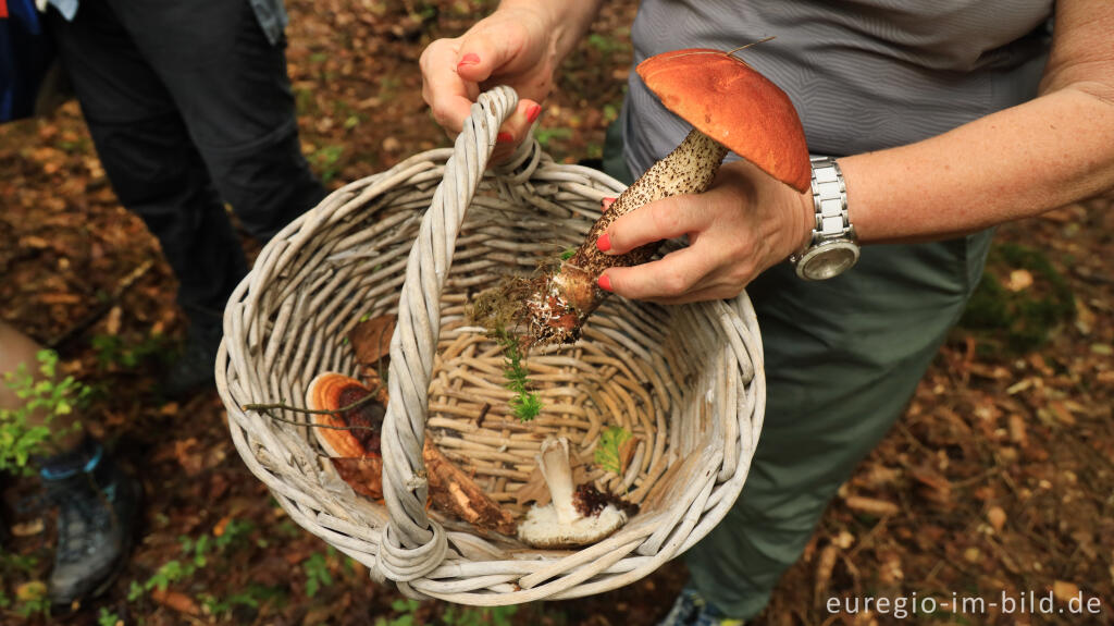Detailansicht von Unterwegs mit der Pilz AG bei Roetgen