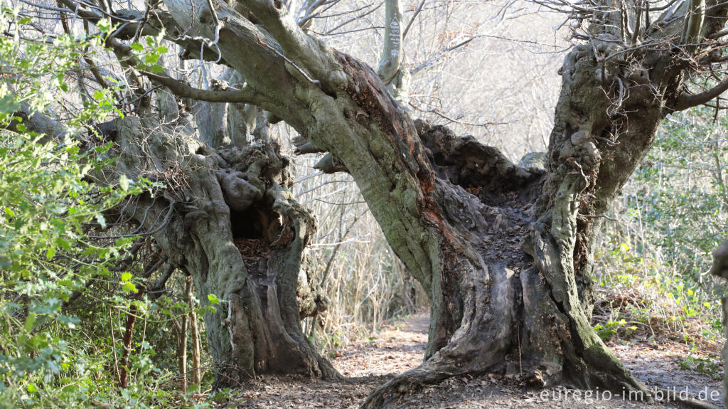 Detailansicht von Uralte Hainbuchen auf dem Inneren Landgraben bei Aachen