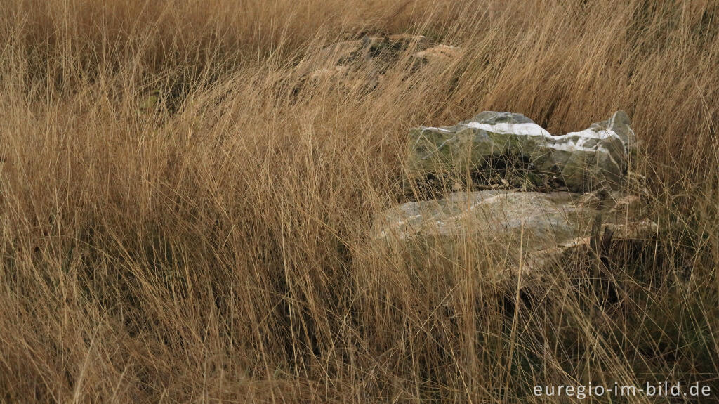 Detailansicht von Vennwacken im Lonlou-Venn (Fagne de Lonlou)