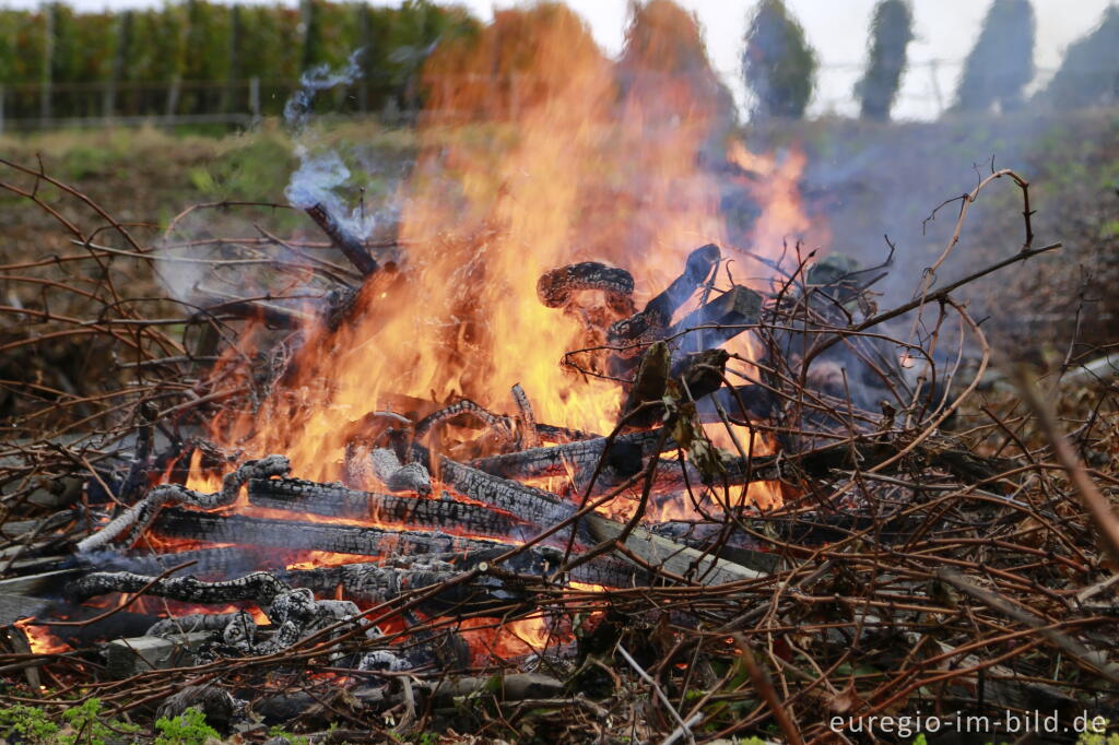 Detailansicht von Verbrennen alter Rebstöcke, Rotweinwanderweg im Ahrtal