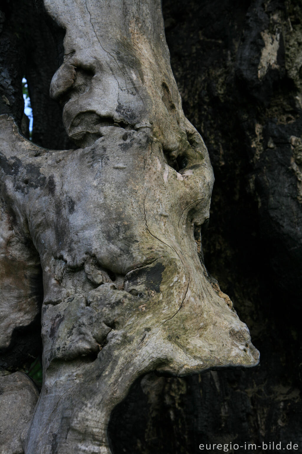 Detailansicht von verkohltes Eschenholz, Horbach
