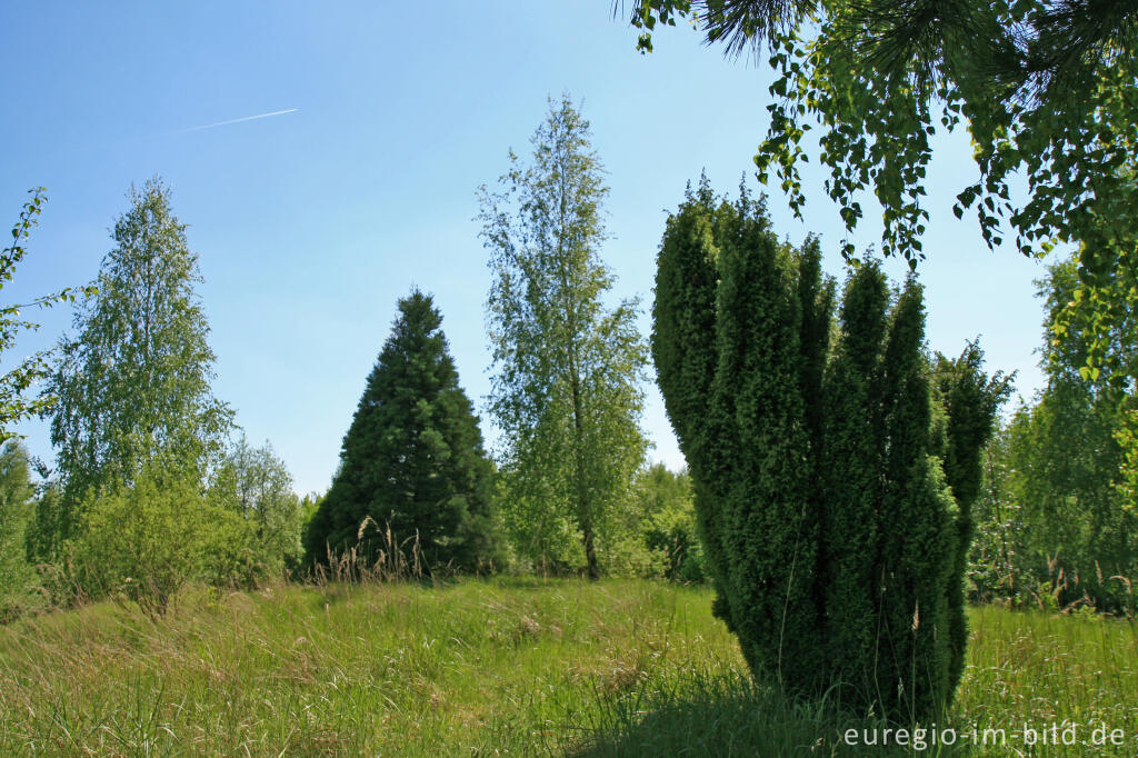 Detailansicht von Wacholder und Mammutbaum, Jülicher Kopf, Sophienhöhe