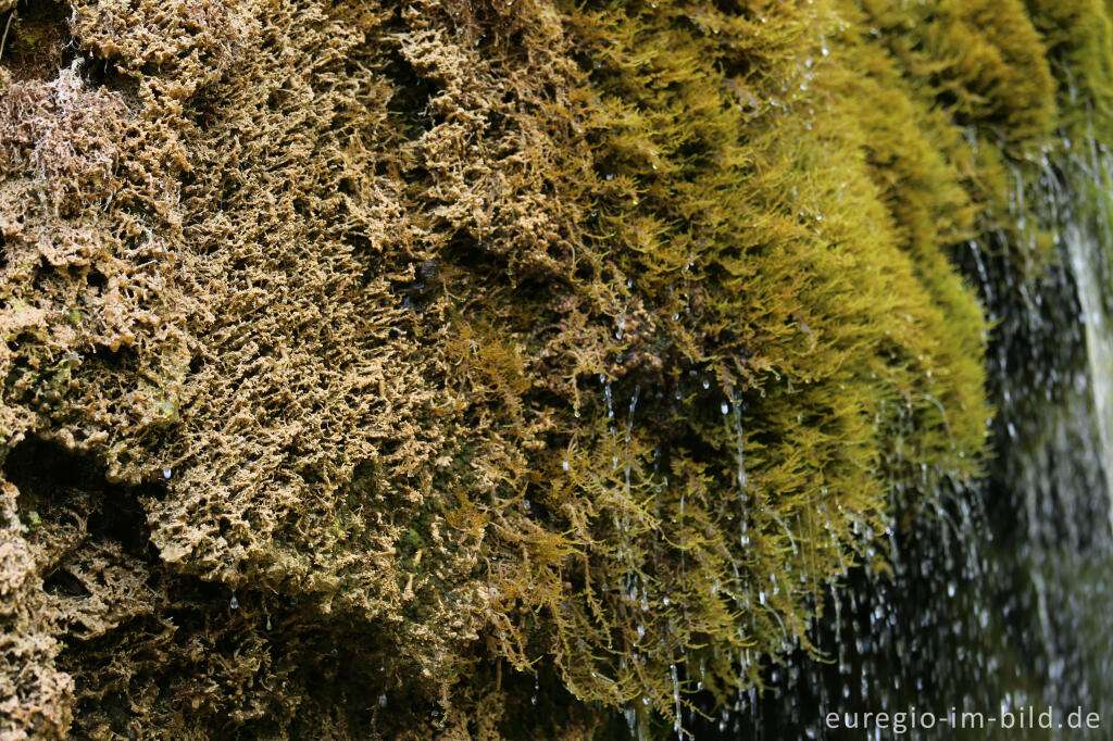 Detailansicht von Wachsen des Kalktuffs auf Moos im DreimÃ¼hlen-Wasserfall 