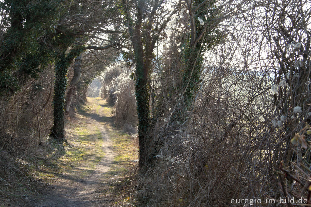 Detailansicht von Wandereg (Grenzroute 1) auf dem Schneeberg