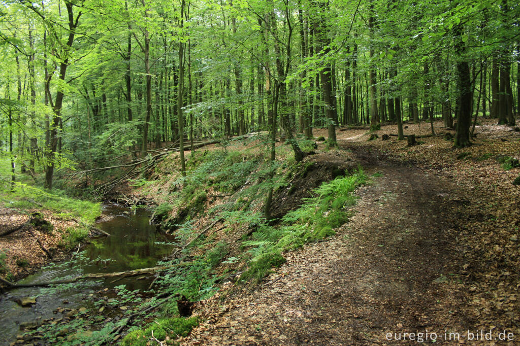 Detailansicht von Wanderweg entlang der Weser / Vesdre bei Roetgen