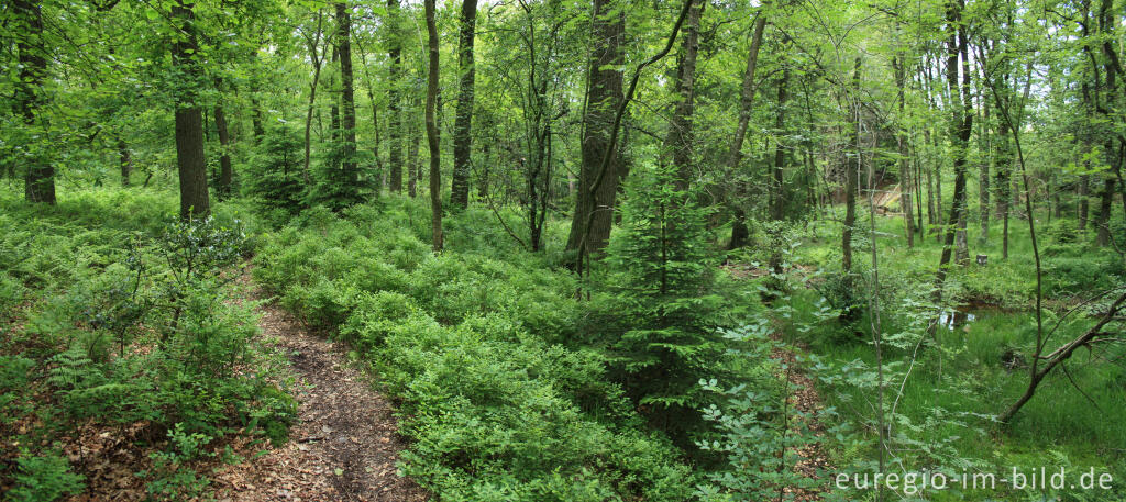 Detailansicht von Wanderweg im Tal der Weser / Vesdre bei Roetgen