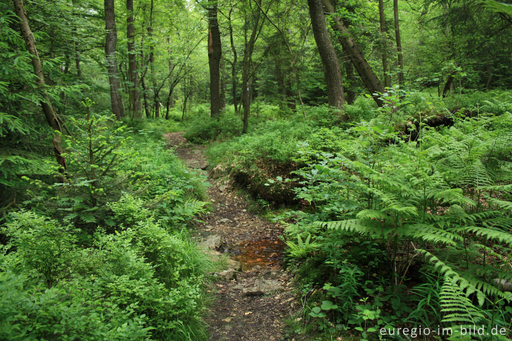 Detailansicht von Wanderweg im Tal der Weser / Vesdre bei Roetgen