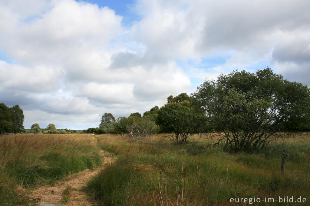 Detailansicht von Wanderweg imKutenhart, Hohes Venn, B