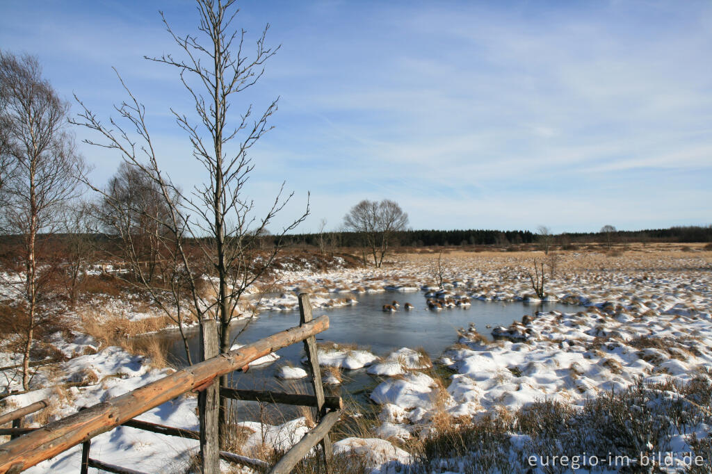 Detailansicht von Wasserrückstau im Brackvenn, Hohes Venn, Winter