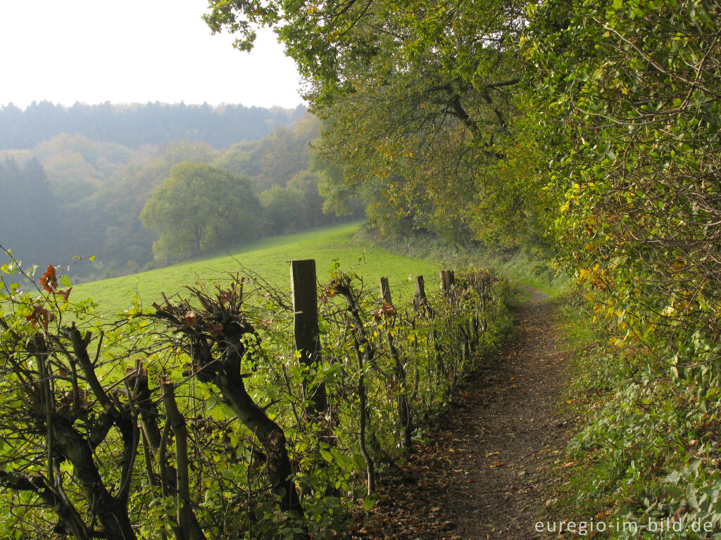 Detailansicht von Weg am Rand des Friedrichwaldes, Aachen-Hanbruch