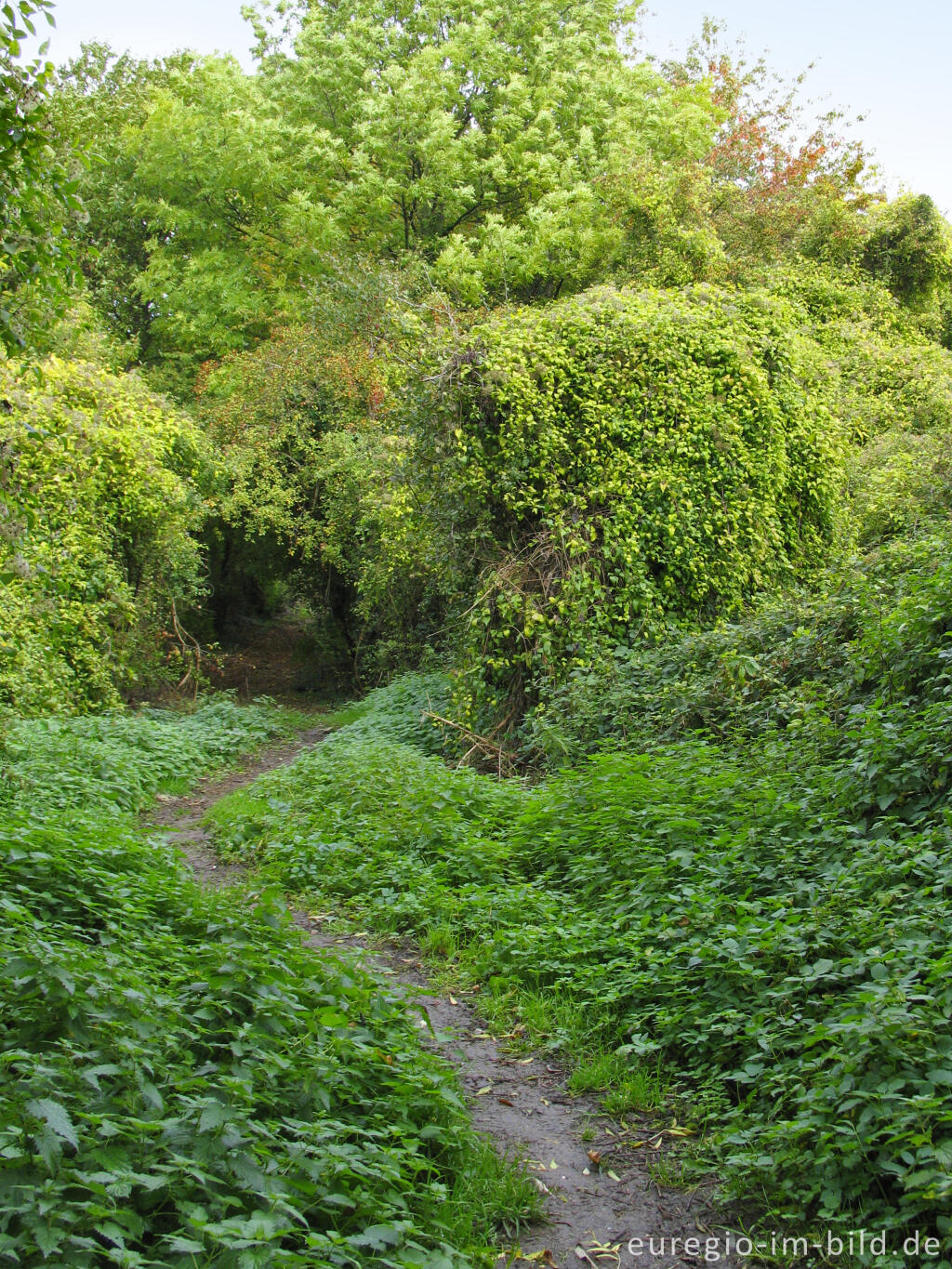 Detailansicht von Weg bei Orsbach