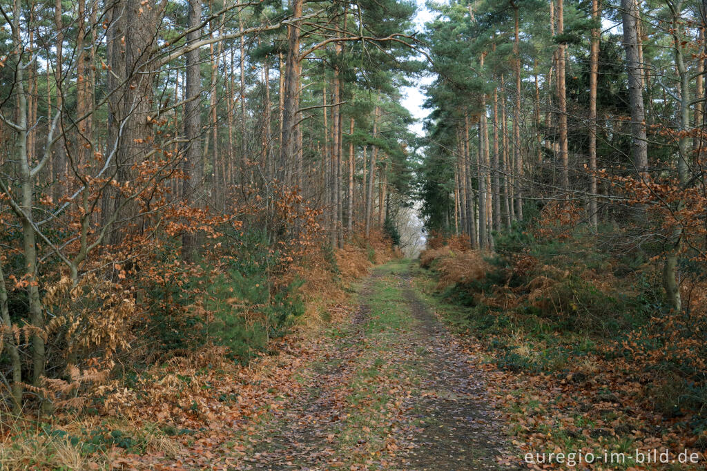 Detailansicht von Weg im Meroder Wald