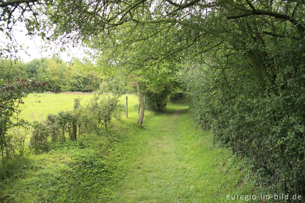 Detailansicht von Weg zu den Weinbergen bei Wahlwiller in Südlimburg