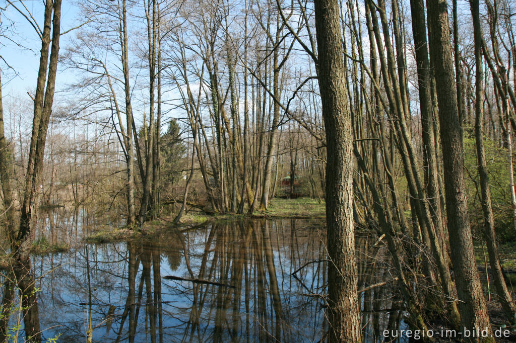 Detailansicht von Weiher beim Hitfelder Bach