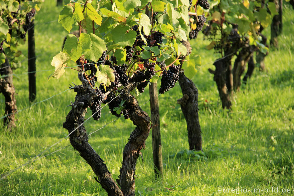 Detailansicht von Weinanbau bei Wahlwiller in Südlimburg