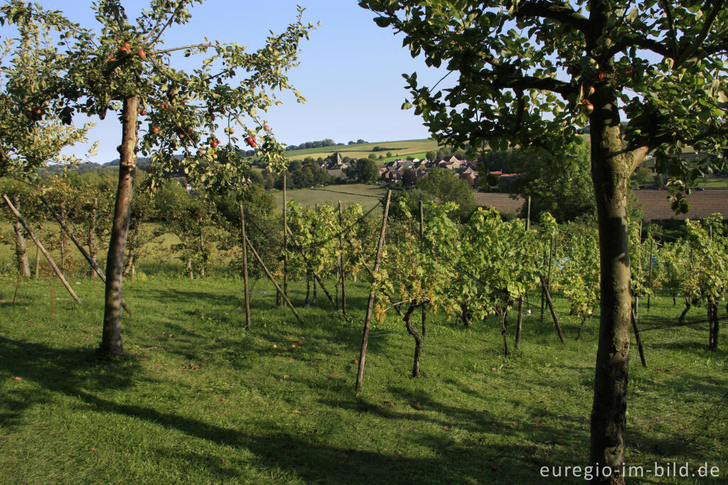 Detailansicht von Weinanbau in Südlimburg, im Hintergrund Wahlwiller