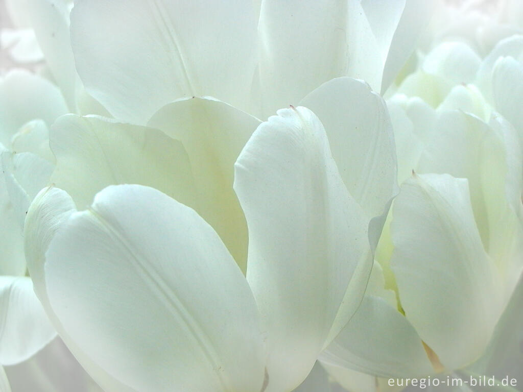Detailansicht von Weiße Tulpen, Tulipa