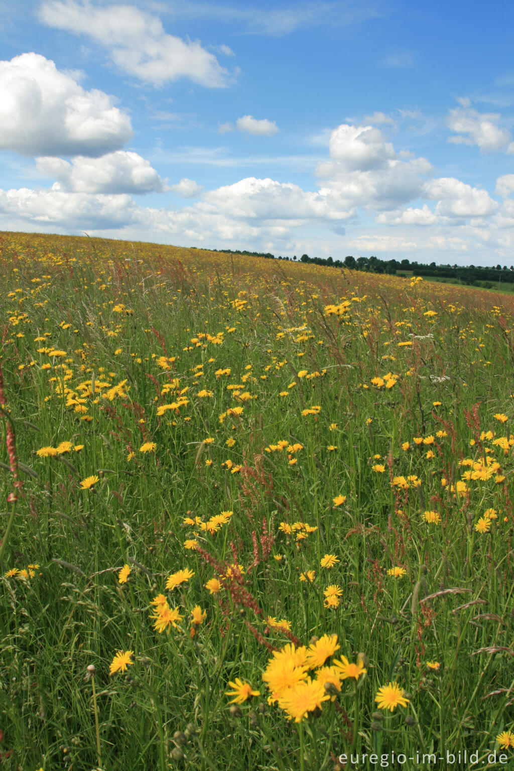 Detailansicht von Wiese mit Sauerampfer und Wiesen-Pippau in der Eifel