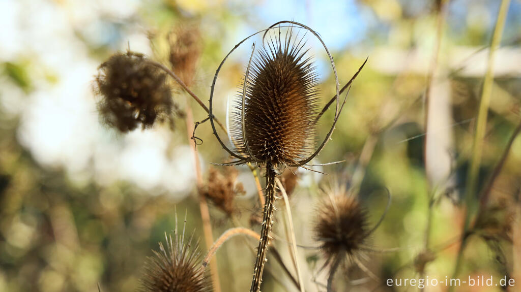 Detailansicht von Wilde Karde im Garten von Detlef Röper