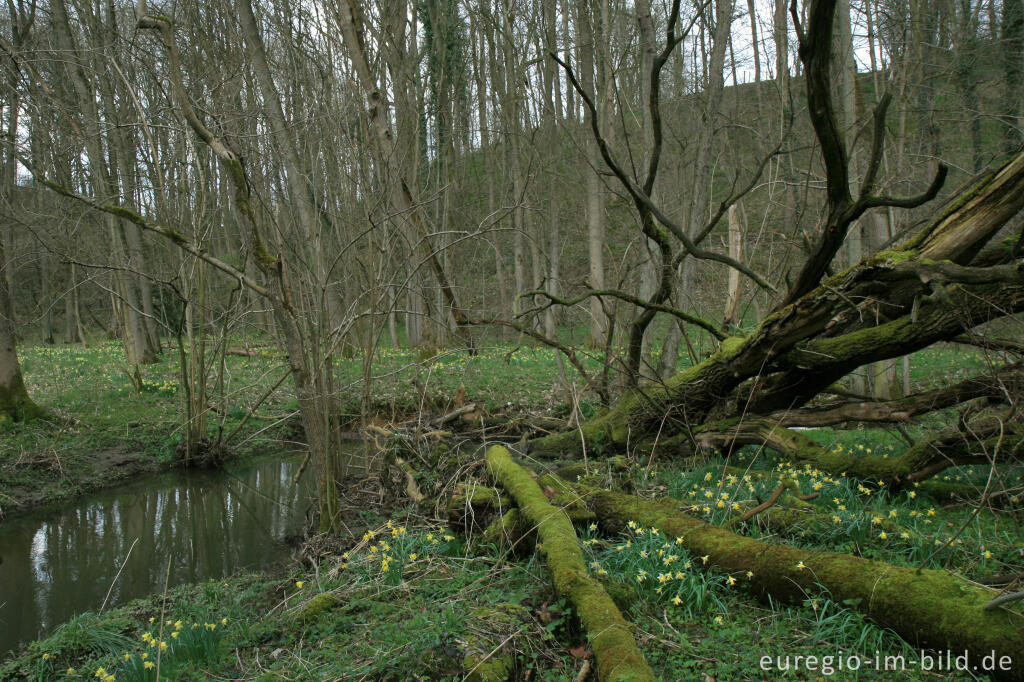 Detailansicht von Wildnarzissen im Hohnbachtal bei Kelmis